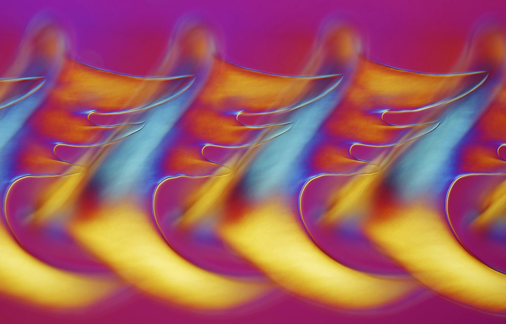 Конкурс микрофотографии Nikon Small World 2013