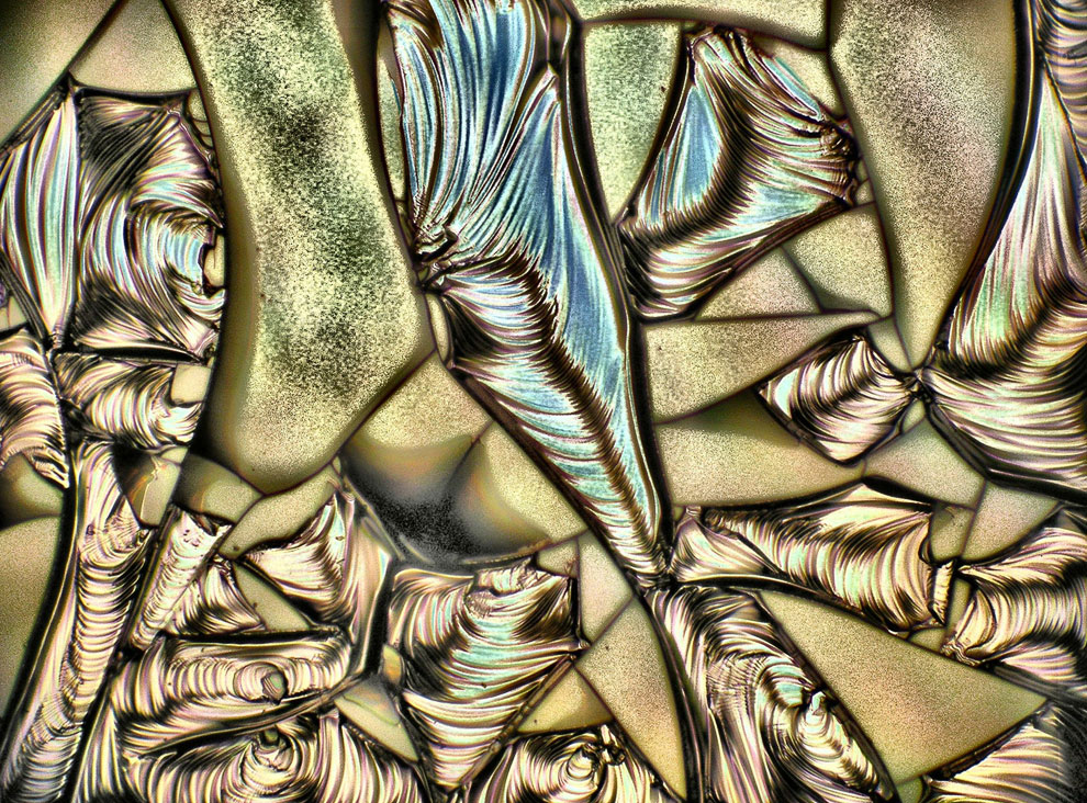 Конкурс микрофотографии Nikon Small World 2013