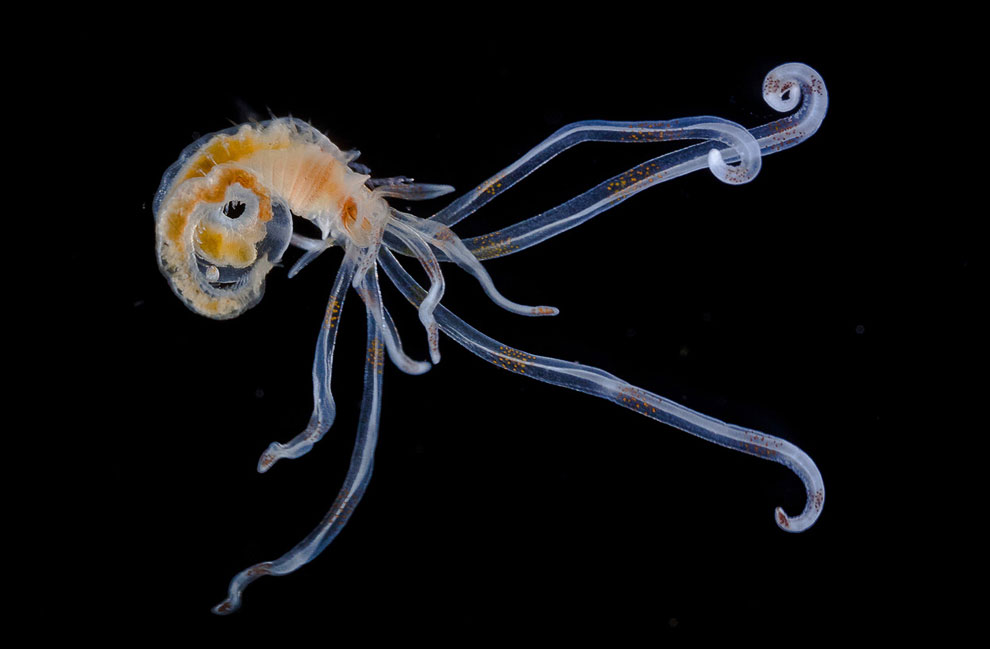 Конкурс микрофотографии Nikon Small World 2013