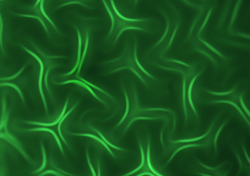 Конкурс микрофотографии Nikon Small World 2013