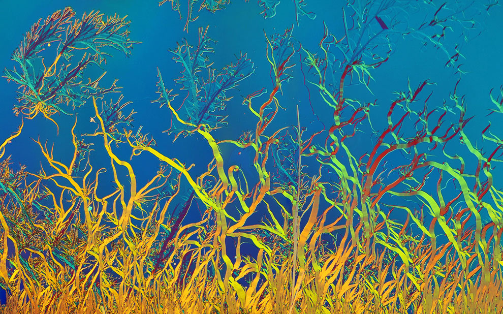 Конкурс микрофотографии Nikon Small World 2013