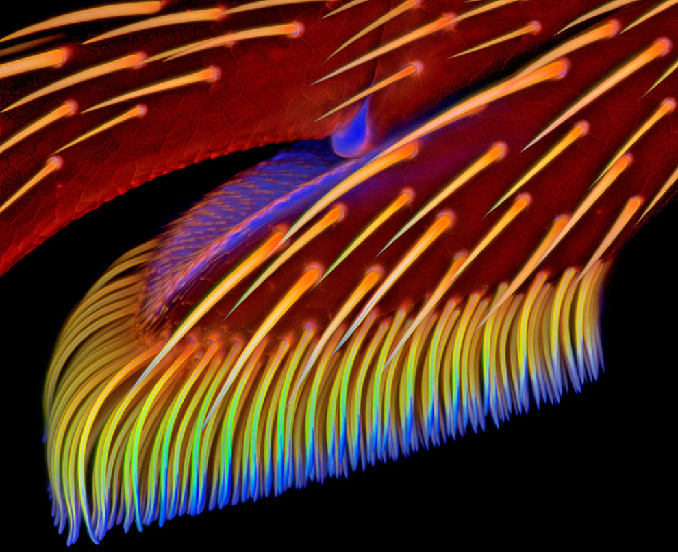 Конкурс микрофотографии Nikon Small World 2013