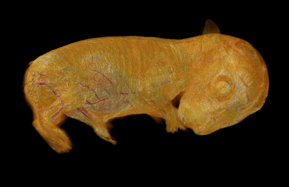 Конкурс микрофотографии Nikon Small World 2013