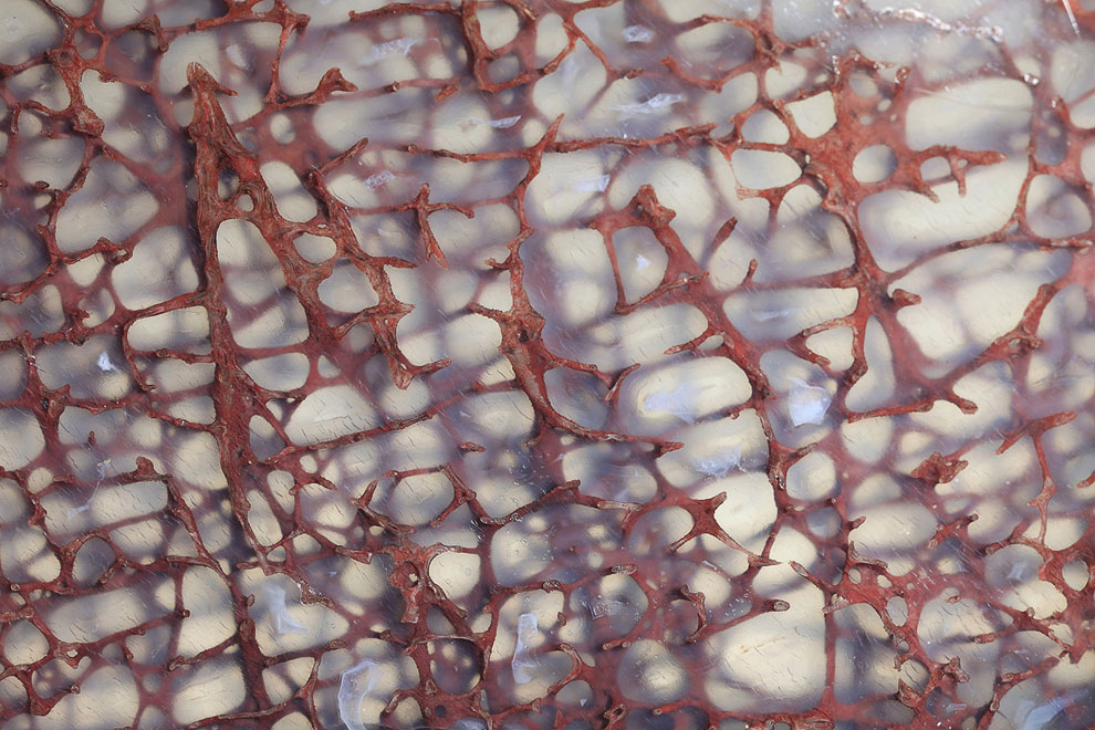 Конкурс микрофотографии Nikon Small World 2013