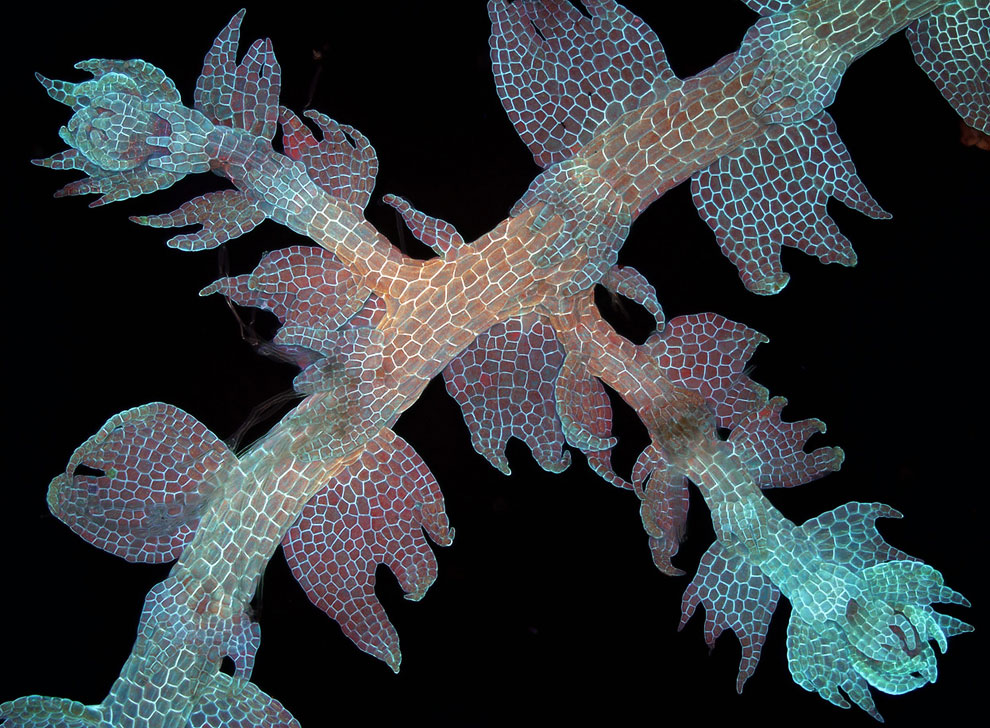 Конкурс микрофотографии Nikon Small World 2013