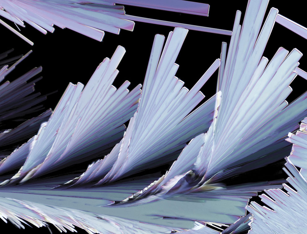 Конкурс микрофотографии Nikon Small World 2013