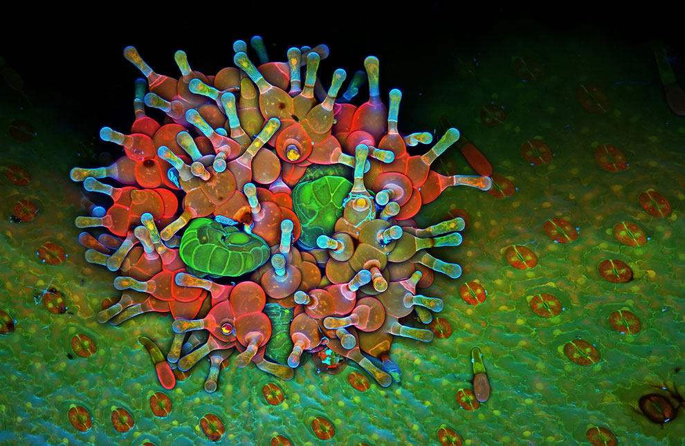 Конкурс микрофотографии Nikon Small World 2013