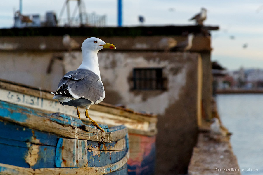 Море птиц в Марокко