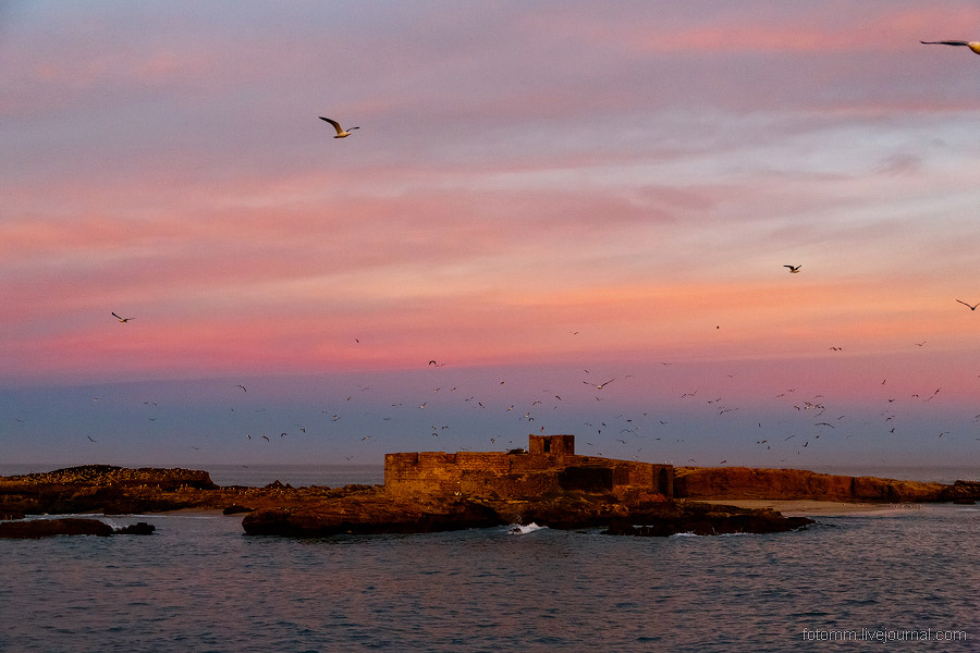 Море птиц в Марокко