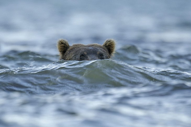 Медведи на Камчатке. Часть 3