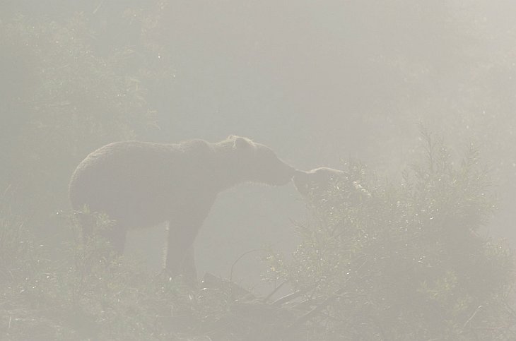 Медведи на Камчатке. Часть 3