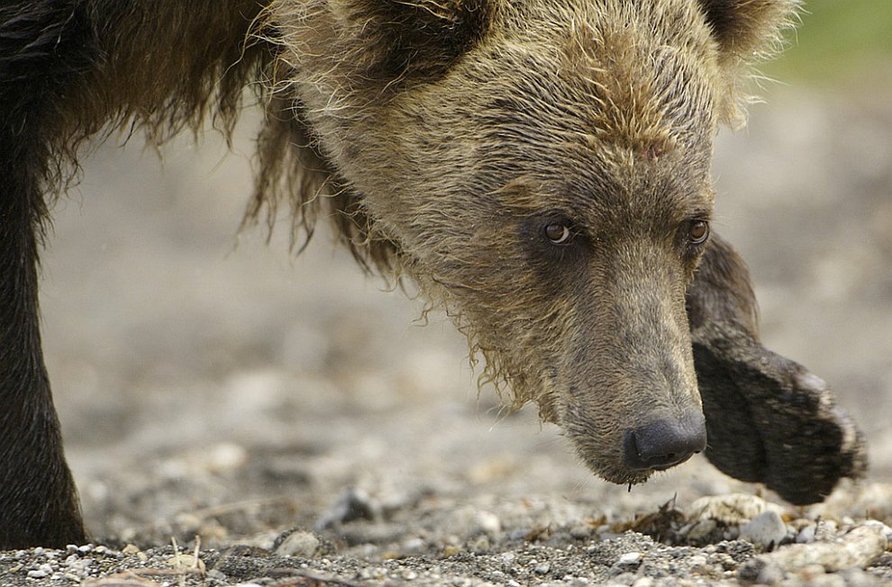 Медведи на Камчатке. Часть 3