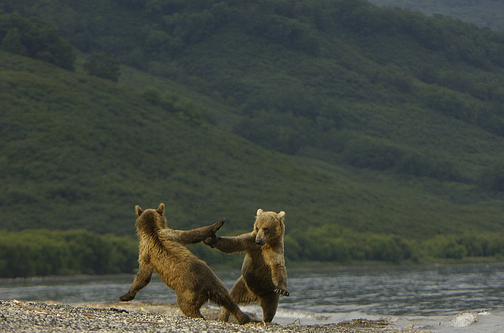 Медведи на Камчатке. Часть 3