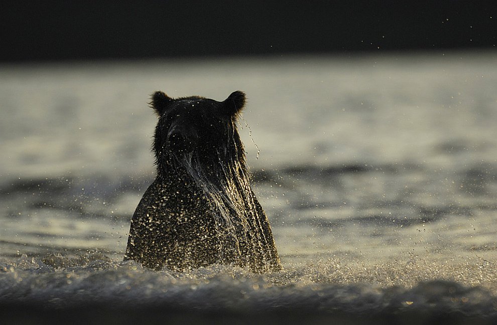 Медведи на Камчатке. Часть 3