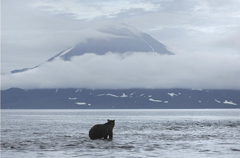 Медведи на Камчатке. Часть 3