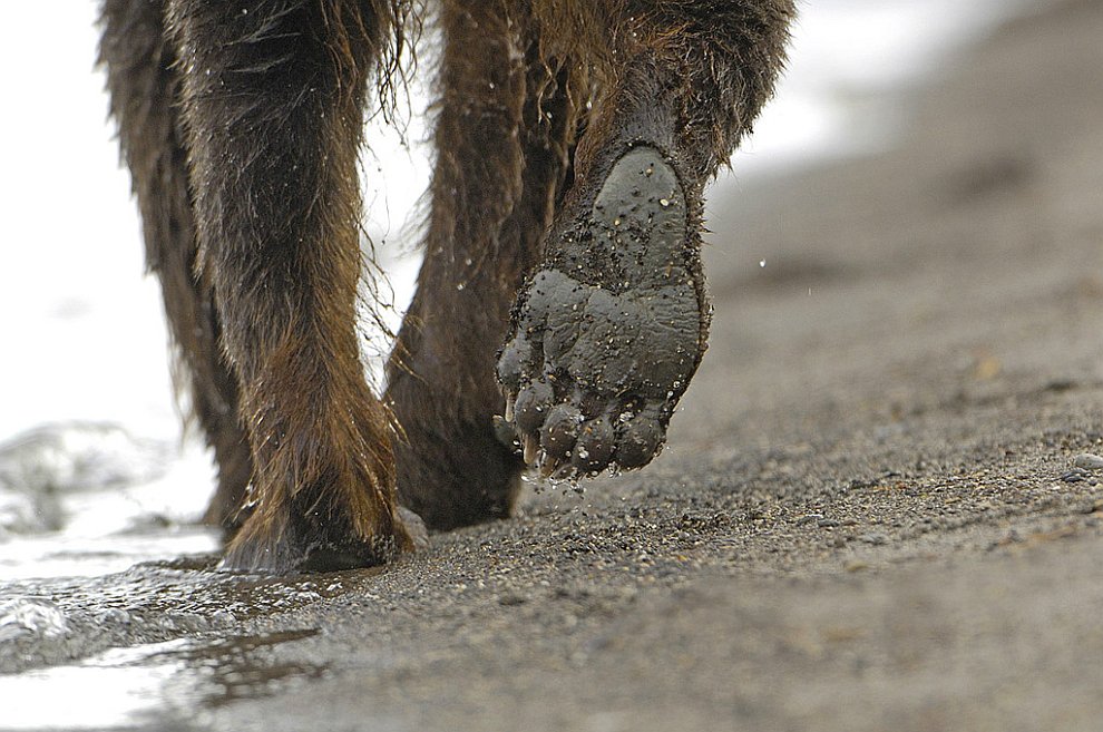 Медведи на Камчатке. Часть 3