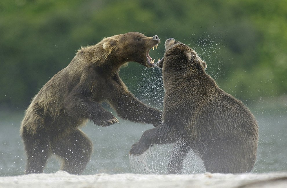 Медведи на Камчатке. Часть 3