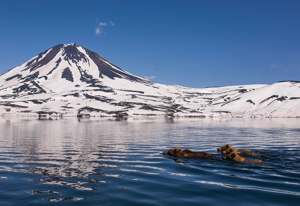 Медведи на Камчатке. Часть 3