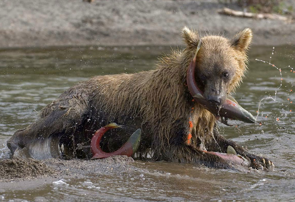 Медведи на Камчатке. Часть 3