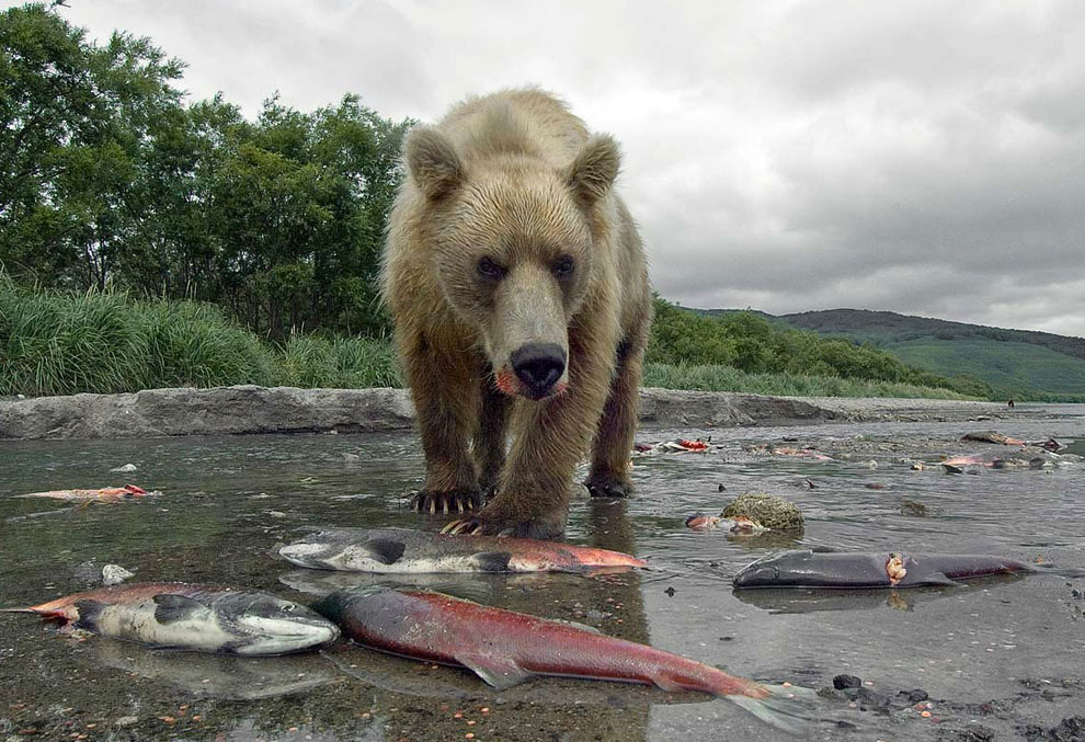 Медведи на Камчатке. Часть 3