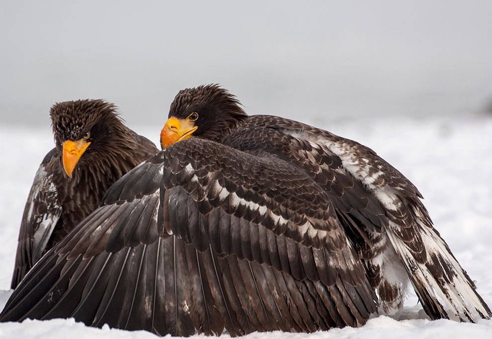 Медведи на Камчатке. Часть 3