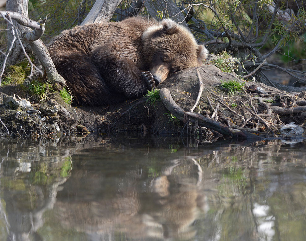 Медведи на Камчатке. Часть 3