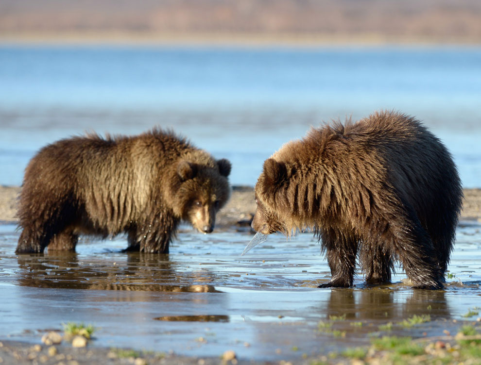 Медведи на Камчатке. Часть 3