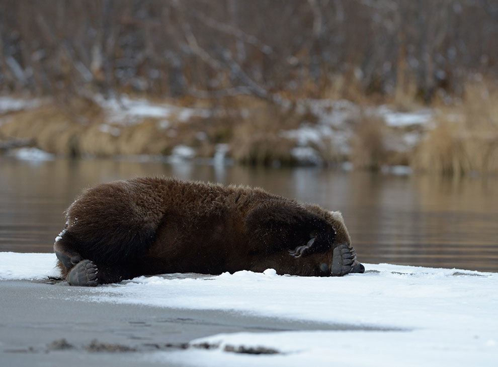 Медведи на Камчатке. Часть 3