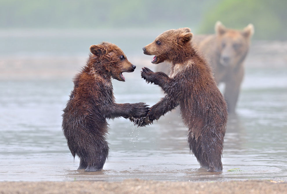Медведи на Камчатке. Часть 3