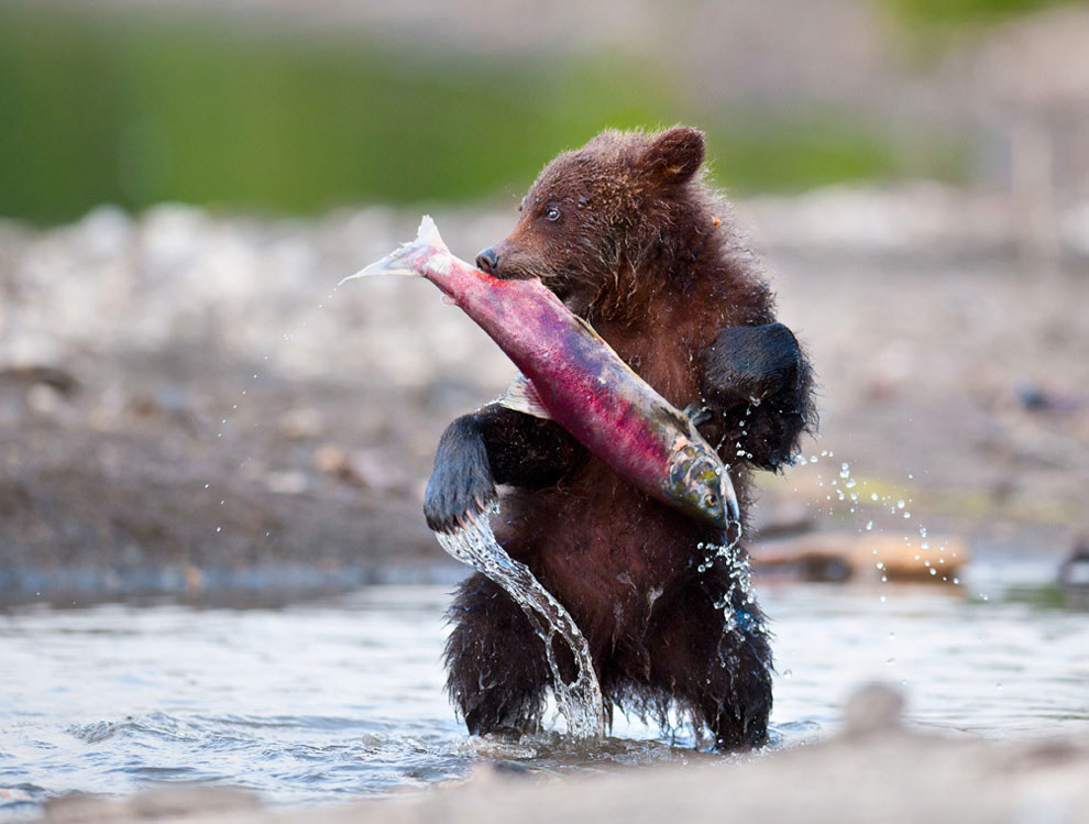 Медведи на Камчатке. Часть 3