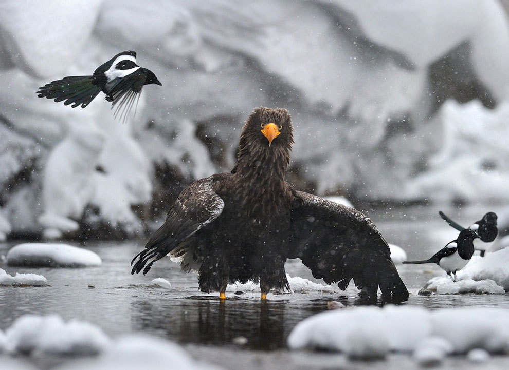 Медведи на Камчатке. Часть 3