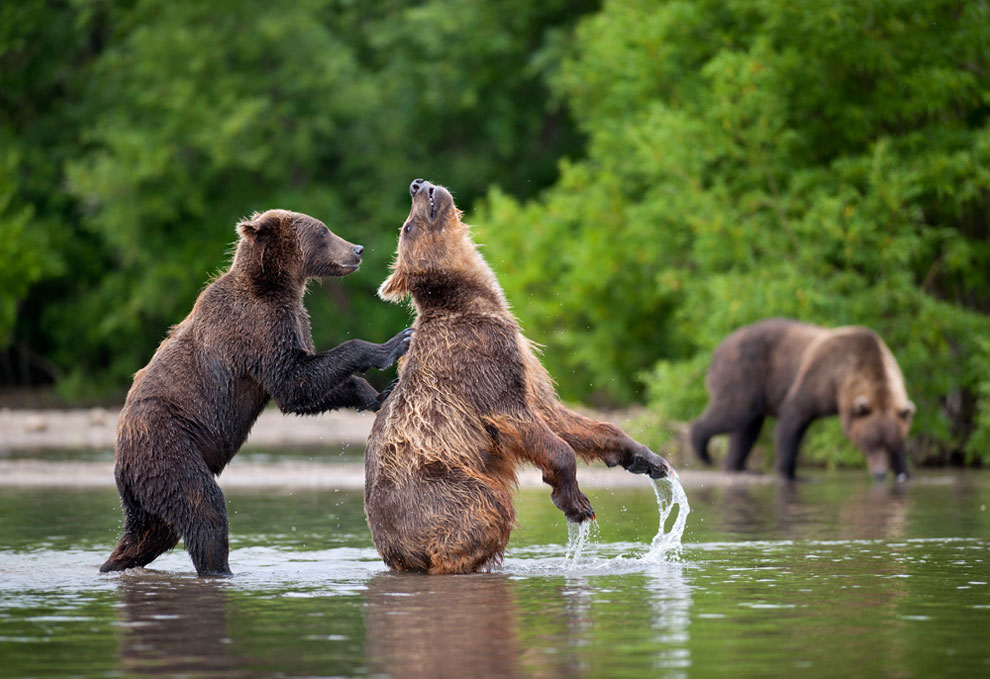 Медведи на Камчатке. Часть 3