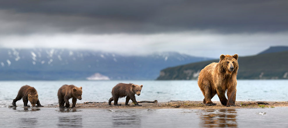 Медведи на Камчатке. Часть 3
