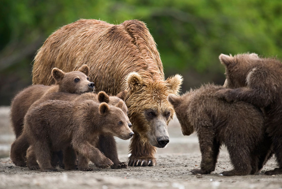 Медведи на Камчатке. Часть 3