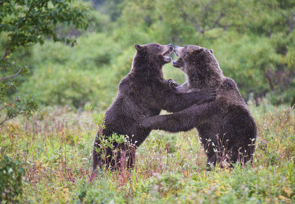 Медведи на Камчатке. Часть 3