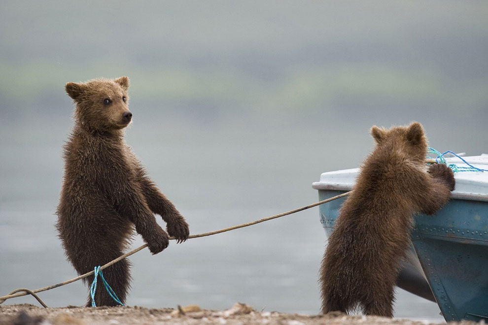 Медведи на Камчатке. Часть 3