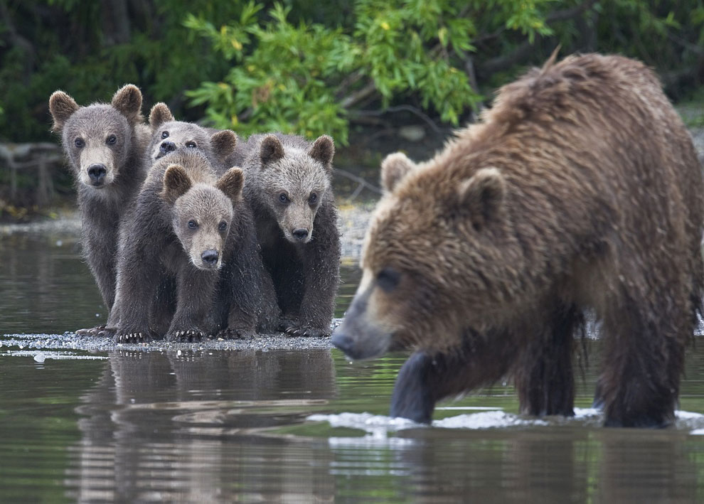 Медведи на Камчатке. Часть 3