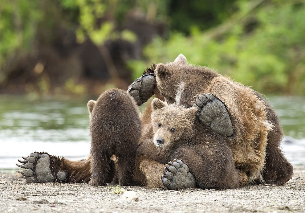 Медведи на Камчатке. Часть 3