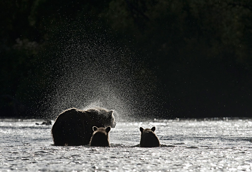 Медведи на Камчатке. Часть 3