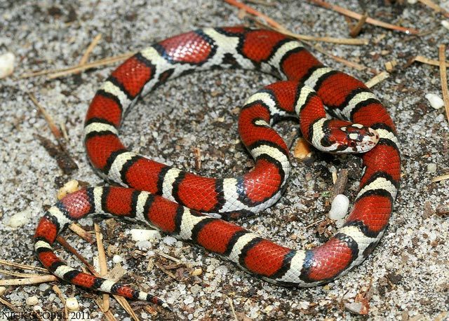 11 абсолютно безвредных животных, которых люди боятся до смерти 11 абсолютно безвредных животных, которых люди боятся до смерти