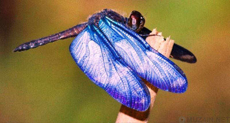 Научные открытия 2017 года Научные открытия 2017 года