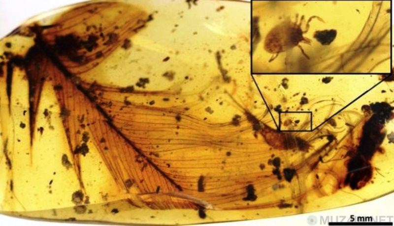 Научные открытия 2017 года Научные открытия 2017 года